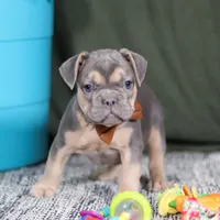 Bryce, a male French Bulldog for sale in Millersburg, OH – Photo 1 of 4