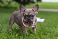 Indi, a female French Bulldog for sale in Millersburg, OH – Photo 4 of 5