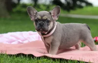 Indi, a female French Bulldog for sale in Millersburg, OH – Photo 3 of 5