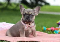 Indi, a female French Bulldog for sale in Millersburg, OH – Photo 2 of 5