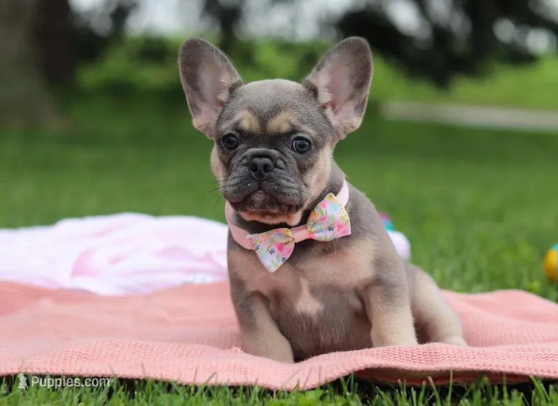 Indi, a female French Bulldog for sale in Millersburg, OH – Photo 1 of 5