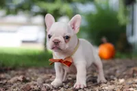 Eden, a female French Bulldog for sale in Millersburg, OH – 8 of 10