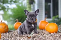 Hallie, a female French Bulldog for sale in Millersburg, OH – 5 of 7