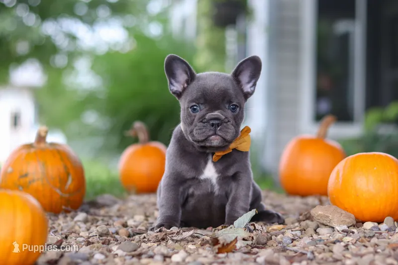 Hallie – French Bulldog puppy for sale in Millersburg, OH