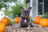 Hallie, a female French Bulldog for sale in Millersburg, OH – 1 of 7