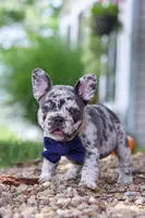 Hayden, a male French Bulldog for sale in Millersburg, OH – 6 of 10