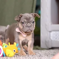 Navy, a female French Bulldog for sale in Millersburg, OH – Photo 5 of 8