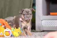 Navy, a female French Bulldog for sale in Millersburg, OH – Photo 5 of 8