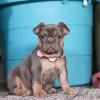 Navy, a female French Bulldog for sale in Millersburg, OH – Photo 1 of 8