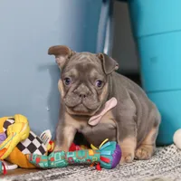 Navy, a female French Bulldog for sale in Millersburg, OH – Photo 8 of 8