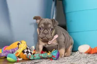 Navy, a female French Bulldog for sale in Millersburg, OH – Photo 8 of 8