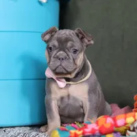 Navy, a female French Bulldog for sale in Millersburg, OH – Photo 3 of 8