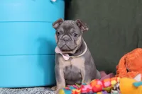 Navy, a female French Bulldog for sale in Millersburg, OH – Photo 3 of 8