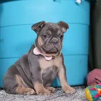 Navy, a female French Bulldog for sale in Millersburg, OH – Photo 6 of 8