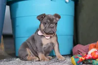 Navy, a female French Bulldog for sale in Millersburg, OH – Photo 6 of 8