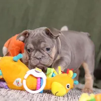 Navy, a female French Bulldog for sale in Millersburg, OH – Photo 4 of 8