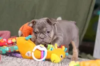 Navy, a female French Bulldog for sale in Millersburg, OH – Photo 4 of 8