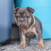 Navy, a female French Bulldog for sale in Millersburg, OH – Photo 7 of 8