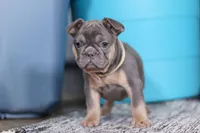 Navy, a female French Bulldog for sale in Millersburg, OH – Photo 7 of 8