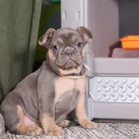 Navy, a female French Bulldog for sale in Millersburg, OH – Photo 2 of 8