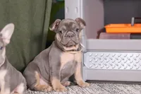 Navy, a female French Bulldog for sale in Millersburg, OH – Photo 2 of 8