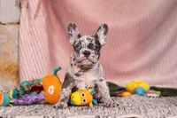 Hallie, a female French Bulldog for sale in Millersburg, OH – Photo 2 of 7