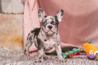 Hallie, a female French Bulldog for sale in Millersburg, OH – Photo 3 of 7