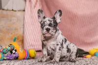 Hallie, a female French Bulldog for sale in Millersburg, OH – Photo 7 of 7