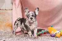 Hallie, a female French Bulldog for sale in Millersburg, OH – Photo 1 of 7