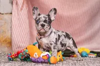 Hallie, a female French Bulldog for sale in Millersburg, OH – Photo 4 of 7