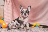 Hallie, a female French Bulldog for sale in Millersburg, OH – Photo 6 of 7