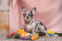 Hallie, a female French Bulldog for sale in Millersburg, OH – Photo 5 of 7