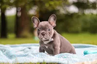 Ollie, a male French Bulldog for sale in Millersburg, OH – 4 of 10