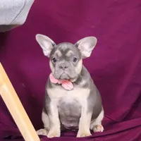 Bethany, a female French Bulldog for sale in Millersburg, OH – Photo 5 of 5