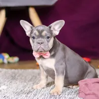 Bethany, a female French Bulldog for sale in Millersburg, OH – Photo 4 of 5