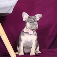 Bethany, a female French Bulldog for sale in Millersburg, OH – Photo 2 of 5