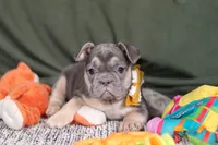 Bethany, a female French Bulldog for sale in Millersburg, OH – Photo 2 of 4