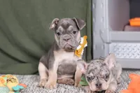 Bethany, a female French Bulldog for sale in Millersburg, OH – Photo 1 of 4