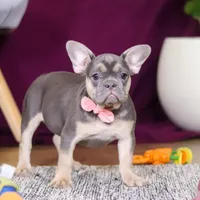 Bethany, a female French Bulldog for sale in Millersburg, OH – Photo 3 of 5