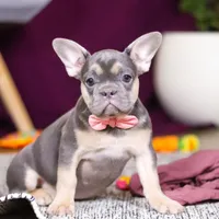 Bethany, a female French Bulldog for sale in Millersburg, OH – Photo 1 of 5