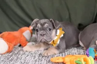 Bethany, a female French Bulldog for sale in Millersburg, OH – Photo 4 of 4