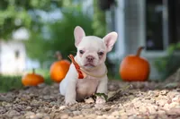 Eden, a female French Bulldog for sale in Millersburg, OH – 6 of 10
