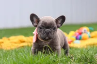 Lucy, a female French Bulldog for sale in Millersburg, OH – Photo 2 of 9