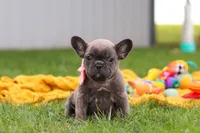 Lucy, a female French Bulldog for sale in Millersburg, OH – Photo 7 of 9