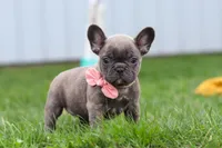 Lucy, a female French Bulldog for sale in Millersburg, OH – Photo 8 of 9