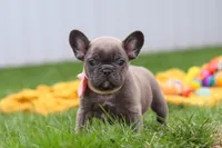 Lucy, a female French Bulldog for sale in Millersburg, OH – Photo 3 of 9