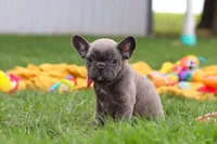 Lucy, a female French Bulldog for sale in Millersburg, OH – Photo 9 of 9
