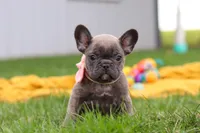 Lucy, a female French Bulldog for sale in Millersburg, OH – Photo 6 of 9
