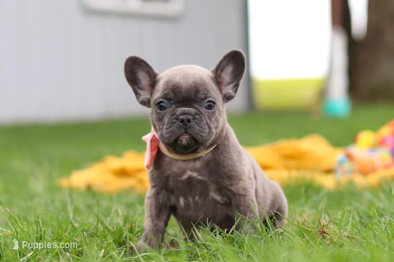 Lucy – French Bulldog puppy for sale in Millersburg, OH