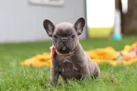 Lucy, a female French Bulldog for sale in Millersburg, OH – Photo 1 of 9